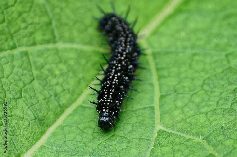 a large black caterpillar sits on a piece of green leaf a large black caterpillar sits on a piece of green leaf