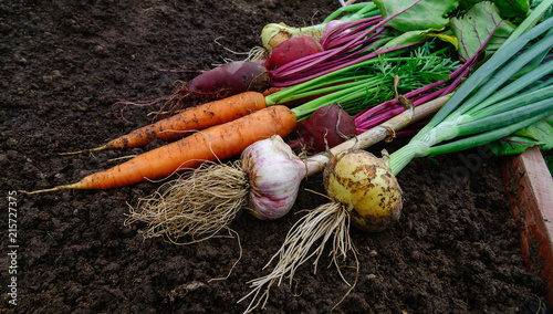 Fotografie A pile of a Fresh organic vegetables with leaves on the ground