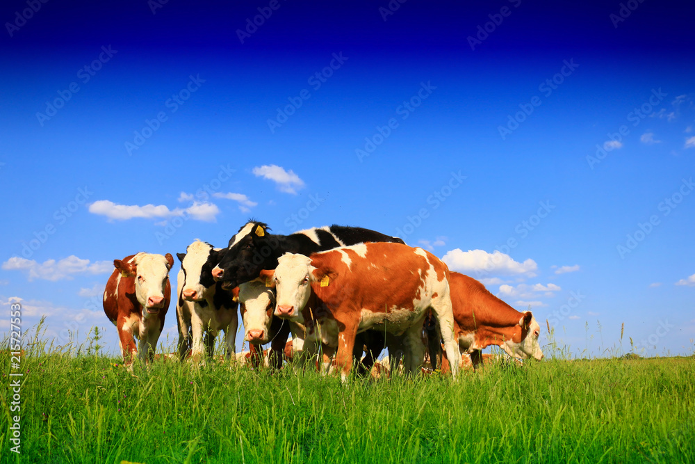 Fototapeta premium Calves on the field