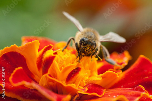 bees and flowers, environment, protection, diversity