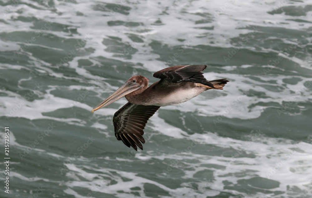 Fototapeta premium American brown pelican in flight over the ocean close up