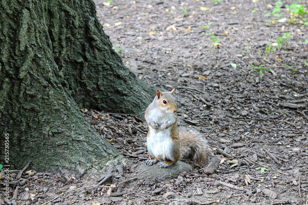 squirrel looking for food by a tree squirrel looking for food by a tree