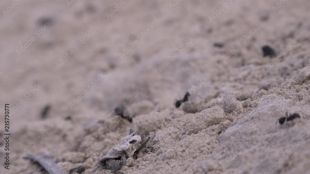 Ants walking in line across sand time lapse Ants walking in line across sand time lapse