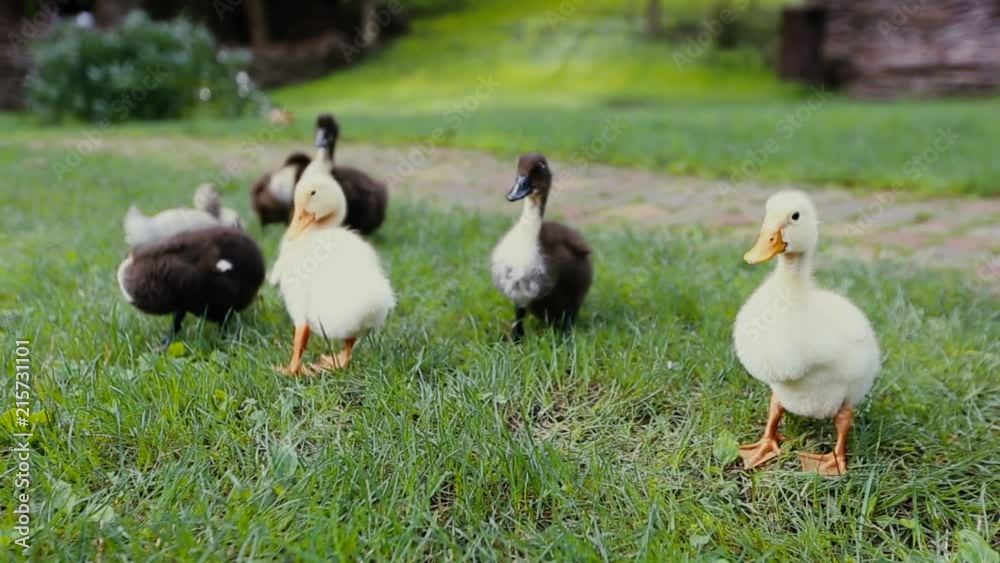 Closeup of ducklings and Mother mallard Duck on a green grass next to a cobblestone pathway in a park Closeup of ducklings and Mother mallard Duck on a green grass next to a cobblestone pathway in a park