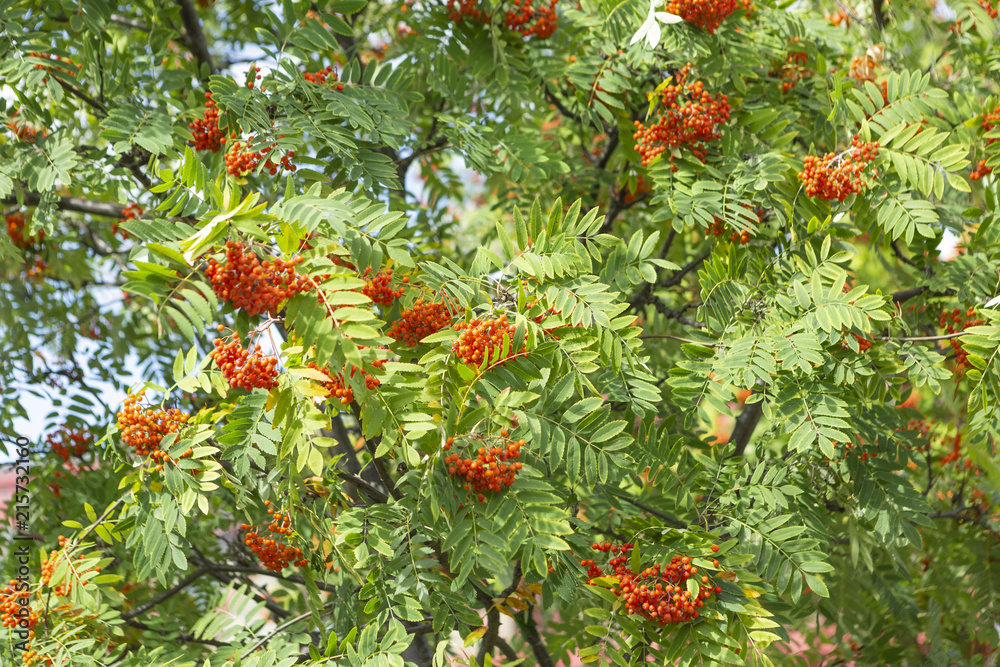 Rowan tree (sorbus aucuparia) mountain ash  are small attractive ornamental deciduous trees of the genus sorbus