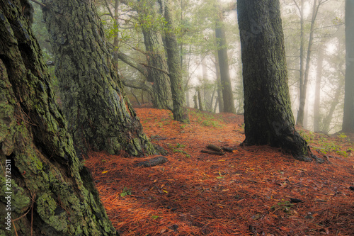 Quiet Woods of Tilden Park in Berkeley California on a Foggy Morning Fototapete