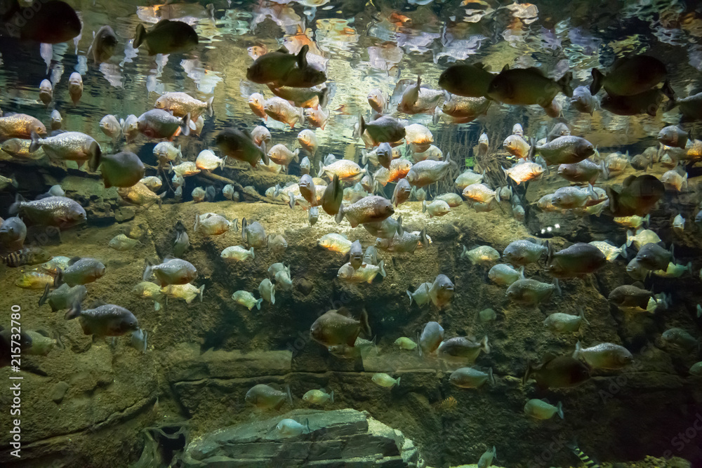 piranhas piranhas