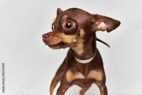 small dog with big eyes © SHOTPRIME STUDIO