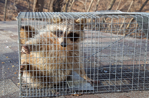 Photography Raccoon, Procyon lotor, Caught in a Trap