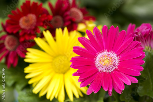 赤と黄色の花をバックにピンクのガーベラの花