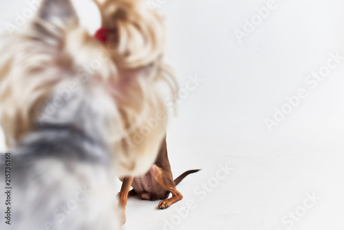 Fototapeta Naklejka Na Ścianę i Meble -  little dog