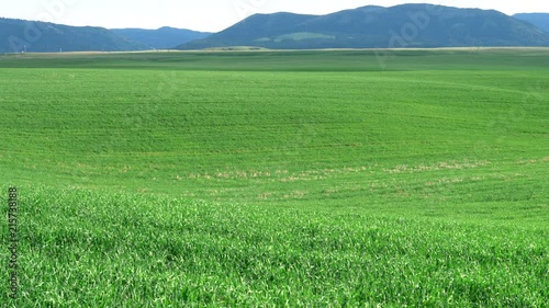 wide angle pan of a green wheat field at swan valley, idaho in the united states photo