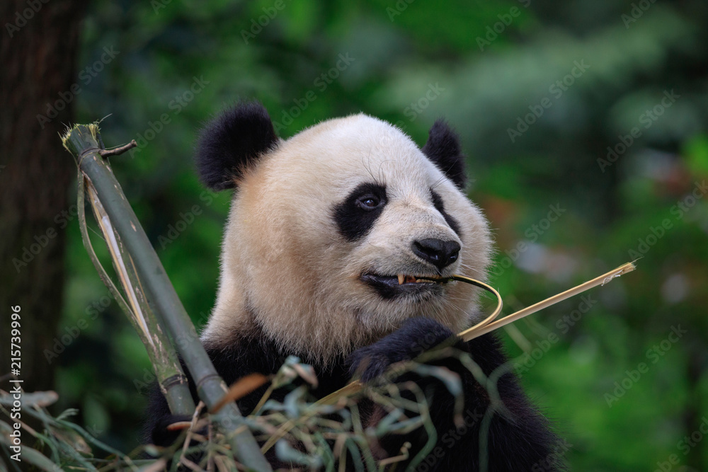 Obraz premium Panda Bear Eating Bamboo for Lunch. Bifengxia Panda Reserve - Ya'an, Sichuan Province China. Panda looking away from the viewer while biting a stick of Bamboo. Endangered Wildlife Conservation