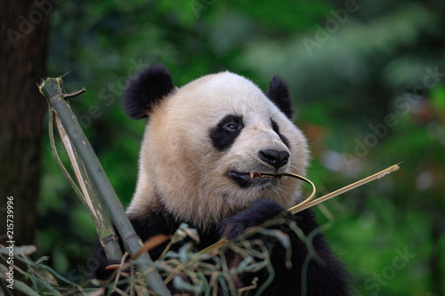 Panda Bear Eating Bamboo for Lunch. Bifengxia Panda Reserve - Ya'an, Sichuan Province China. Panda looking away from the viewer while biting a stick of Bamboo. Endangered Wildlife Conservation © Cedar