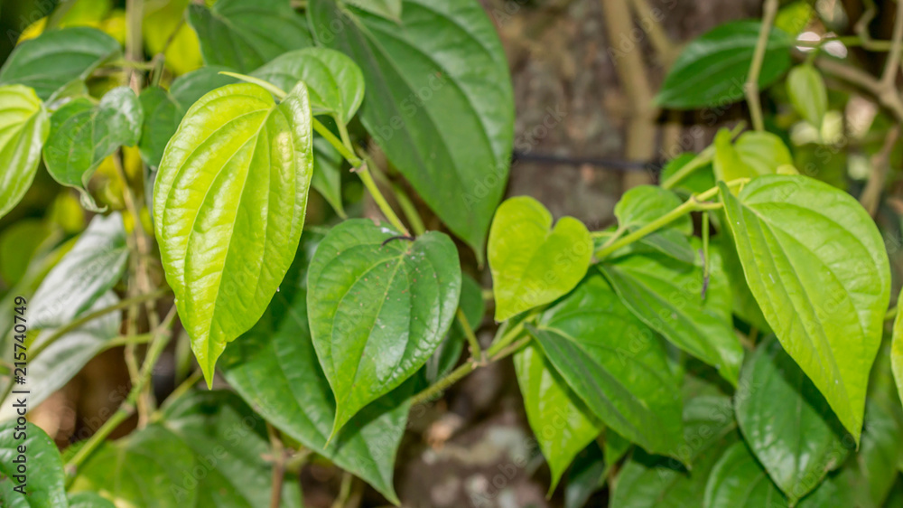 Fototapeta premium close up of Piper betle. this plant commonly used as medicine and herbs in Indonesia