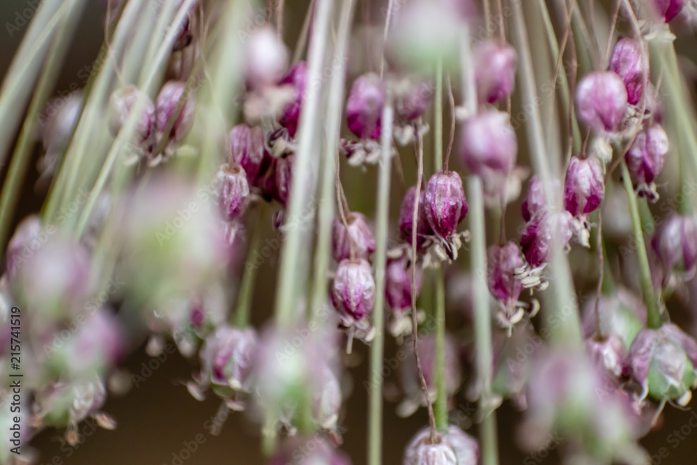 macro shoot from so many little pink flower buds macro shoot from so many little pink flower buds