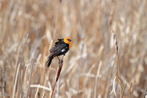 Ruffled yellow headed blackbird