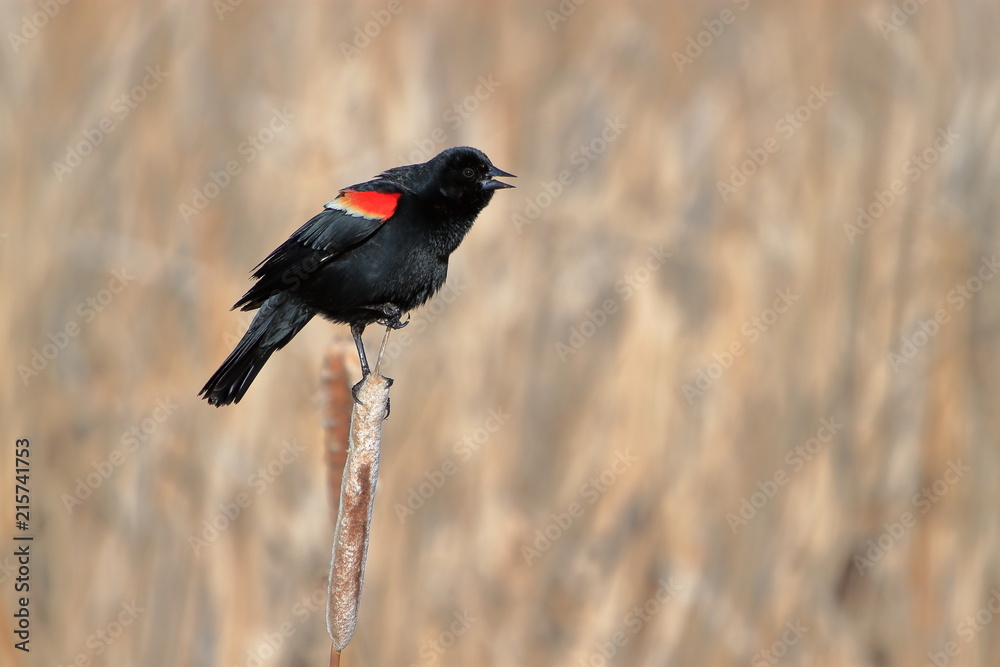 Fototapeta premium Red-wing blackbird singing