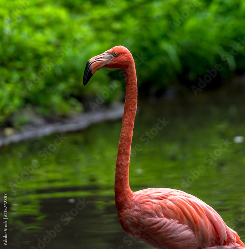  Bright Orange and Pink Plumage on a Flamingo in a Lake