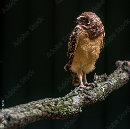 Earth Toned Plumage on a Burrowing Owl Perched on a Branch