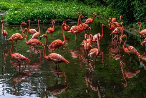 Bright Orange and Pink Plumage on a Flock of Flamingos in a Lake