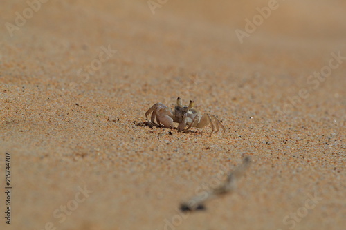 Crab on sand