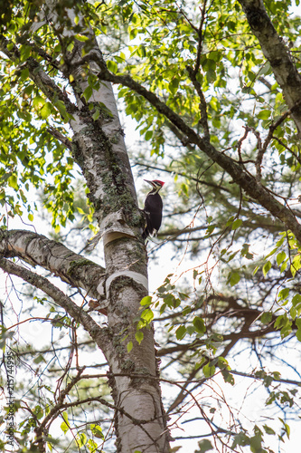 Wood Pecker