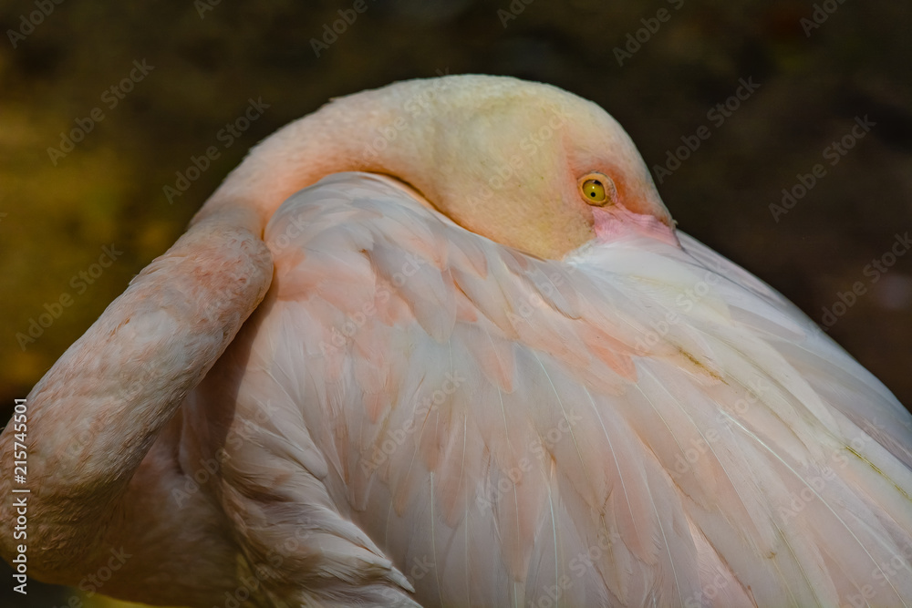 Fototapeta premium Close up view of The Greater Flamingo (Phoenicopterus roseus).The most widespread and largest species of the flamingo family at Kuala Lumpur Birdpark, Malaysia