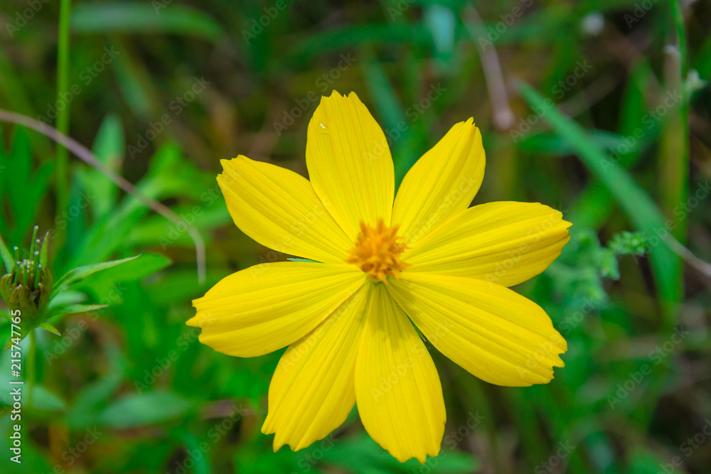 Sulfur Cosmos Yellow in the garden Sulfur Cosmos Yellow in the garden