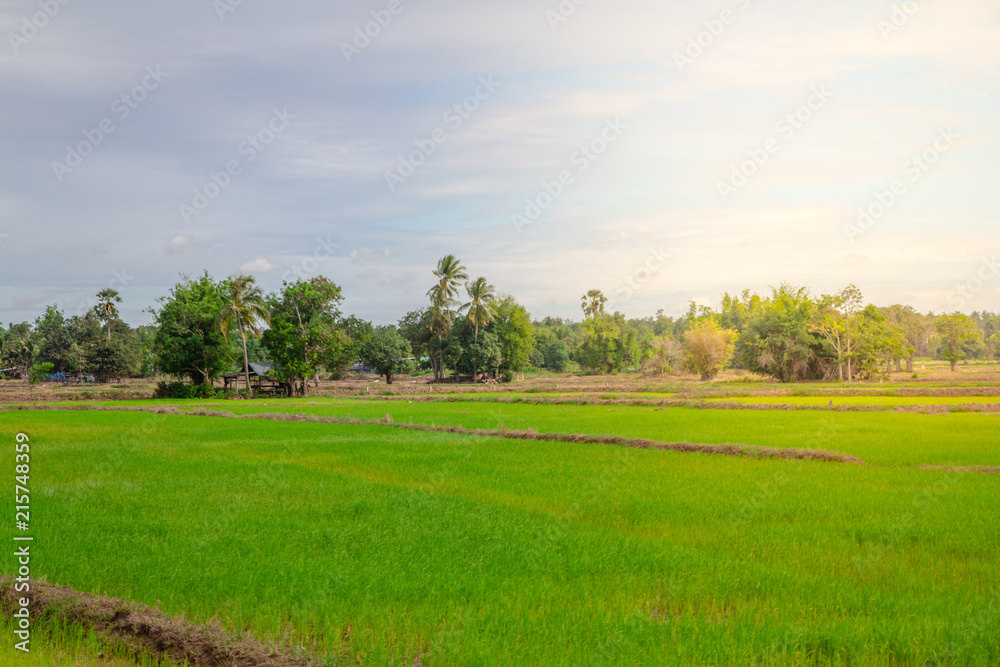Green rice fields on a bright sky