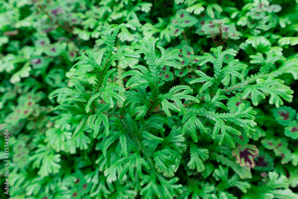 Green Fern family For gardening
Green Fern family For gardening