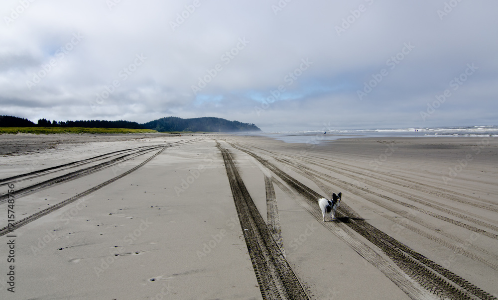 Papillon walking at sand beach in Seaview -2 Papillon walking at sand beach in Seaview -2