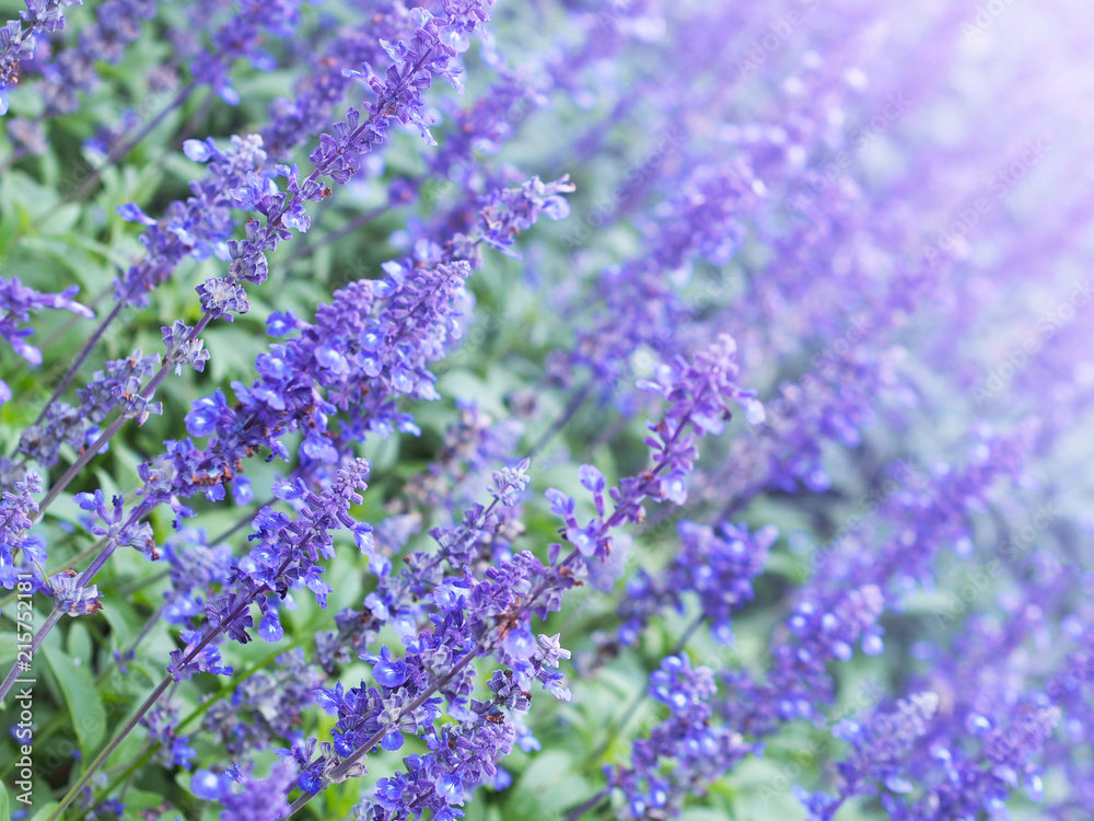 Obraz premium Blue Salvia flowers field in the park.