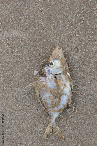Dead fish lie on the beach