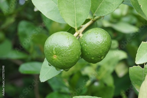 Wallpaper Mural fresh lime tree in nature garden Torontodigital.ca