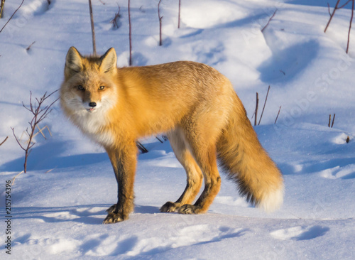 Red Fox enjoying the sun while it lasts during the short days of Alaska Winters photo