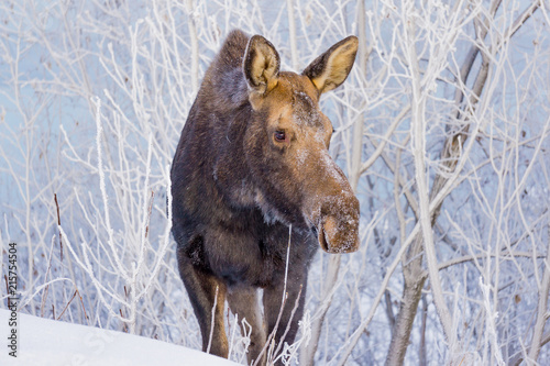Moose enjoying frost covered branches photo