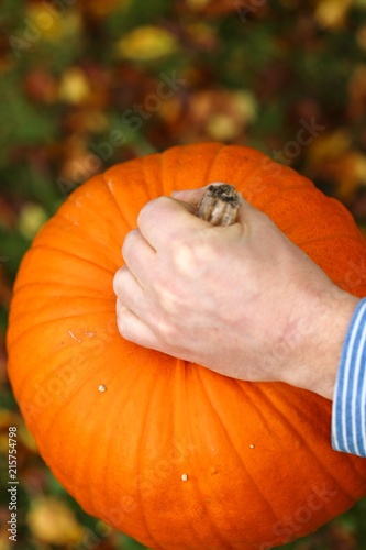 Pumpkin Harvest.  orange pumpkin in male hands on autumn leaves background.Autumn vegetables.Autumn season photo