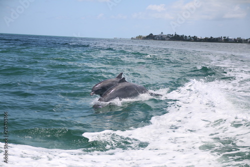Dolphins riding a wake