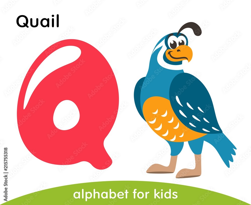 Pink letter Q and blue Quail. English alphabet with animals. Cartoon  characters isolated on white background. Flat design. Zoo theme. Colorful  vector illustration for kids. Stock Vector | Adobe Stock