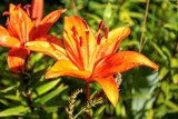 Orange flower, Lily, green leaves 