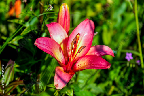 Pink flower  Lily  green leaves summer