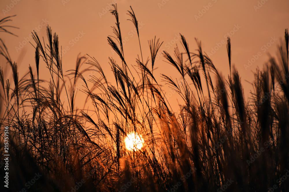 autumn reed sunset