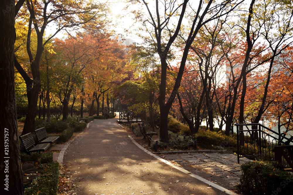 Fototapeta premium autumn park flavor