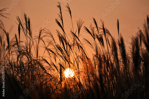 autumn reed sunset