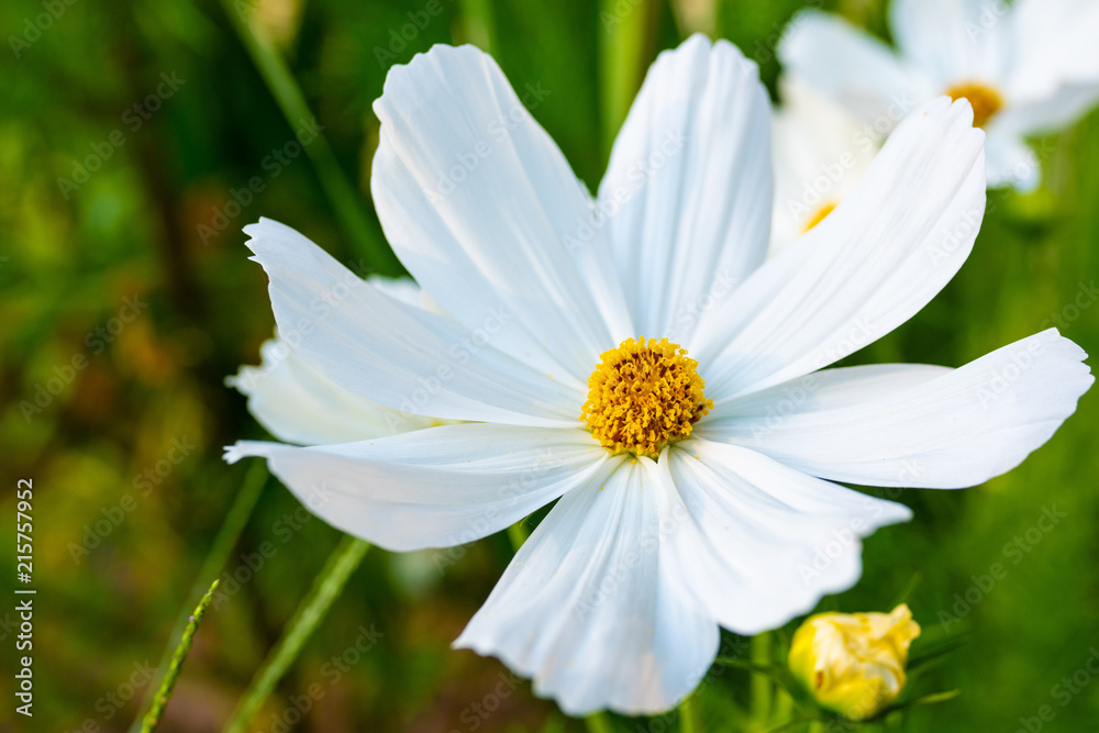 White daisy flower up close macro White daisy flower up close macro