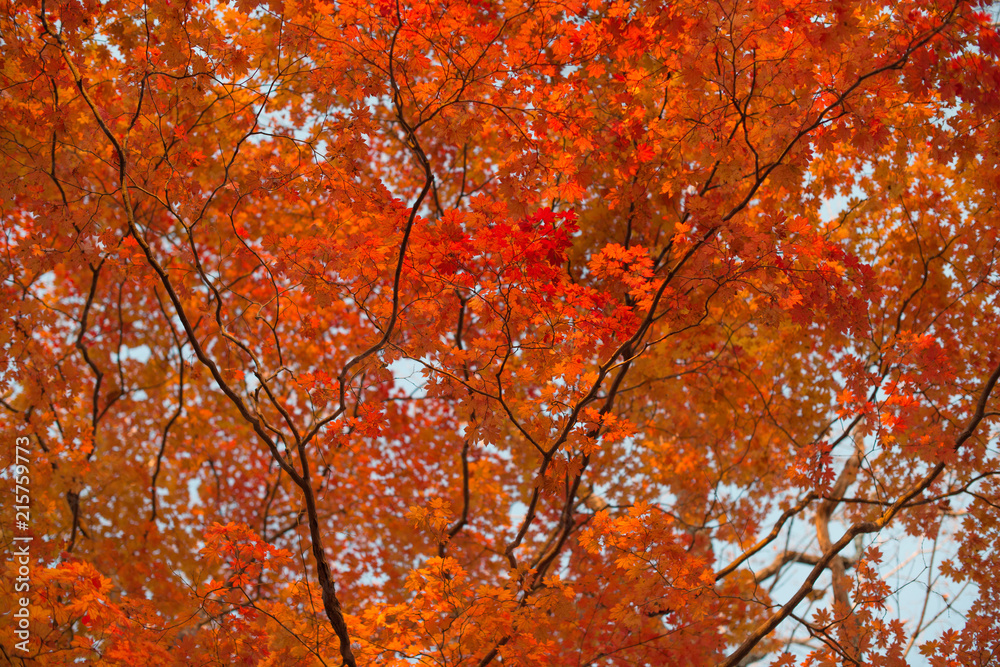 Red maple leaves at autumn forest, blurred background. Season changing. A tree branch of maple, fall. Red maple leaves at autumn forest, blurred background. Season changing. A tree branch of maple, fall.