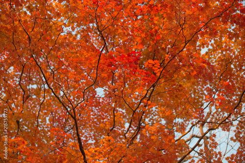 Red maple leaves at autumn forest, blurred background. Season changing. A tree branch of maple, fall.
