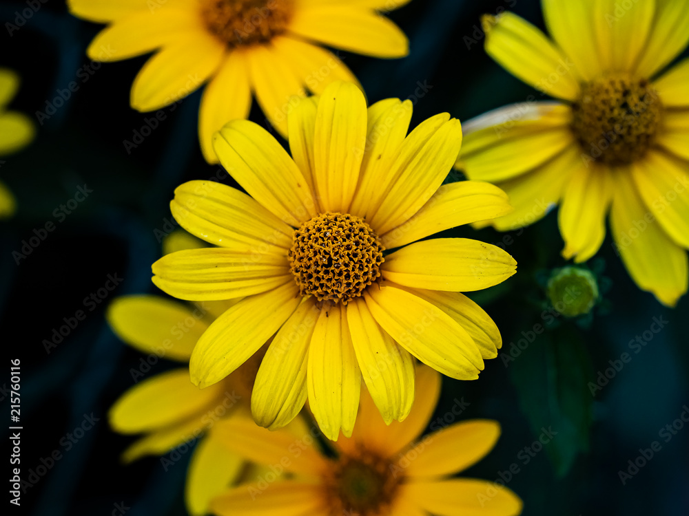 newly opened back eyed susan flowers. newly opened back eyed susan flowers.