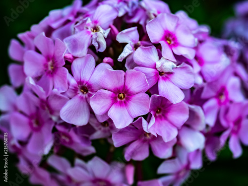 a cluster of small pink hydrangeas in Japan macro